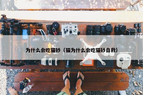 为什么会吃猫砂（猫为什么会吃猫砂自救）