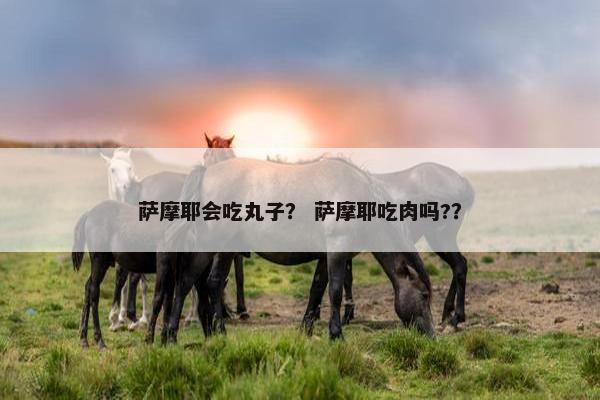 萨摩耶会吃丸子？ 萨摩耶吃肉吗?？