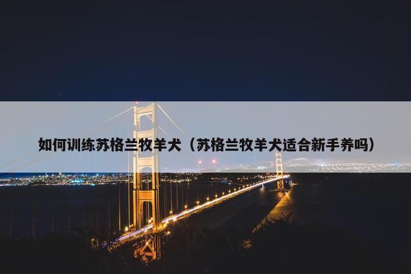 如何训练苏格兰牧羊犬（苏格兰牧羊犬适合新手养吗）