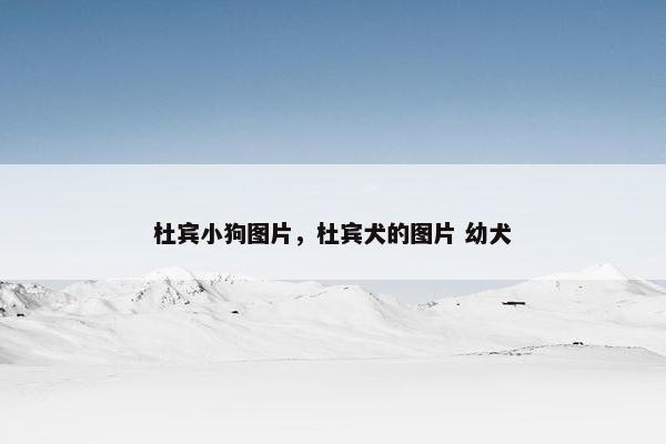 杜宾小狗图片，杜宾犬的图片 幼犬