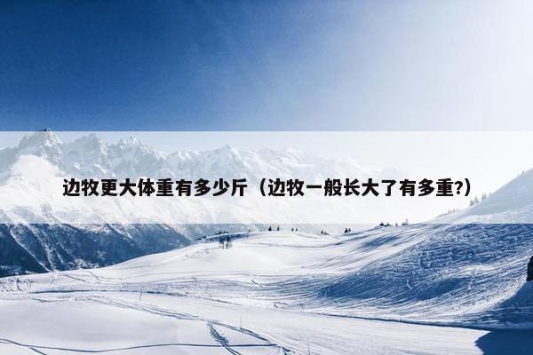 边牧更大体重有多少斤（边牧一般长大了有多重?）