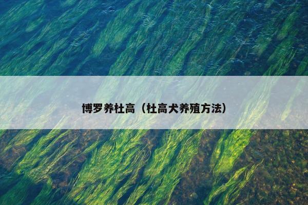 博罗养杜高（杜高犬养殖方法）