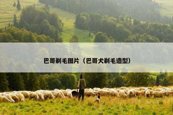 巴哥剃毛图片（巴哥犬剃毛造型）