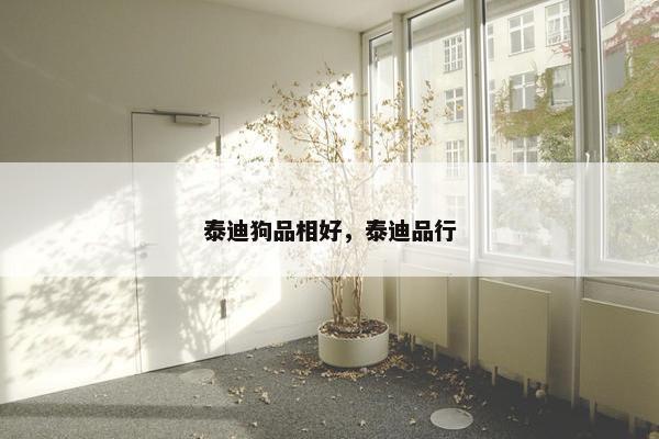 泰迪狗品相好，泰迪品行