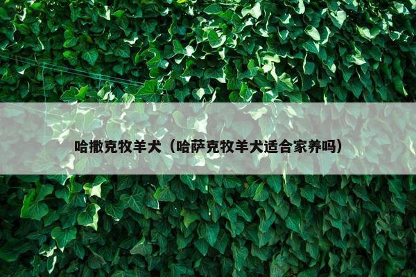 哈撒克牧羊犬（哈萨克牧羊犬适合家养吗）