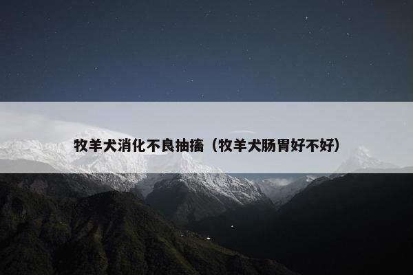 牧羊犬消化不良抽搐（牧羊犬肠胃好不好）