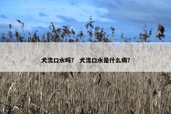 犬流口水吗？ 犬流口水是什么病？
