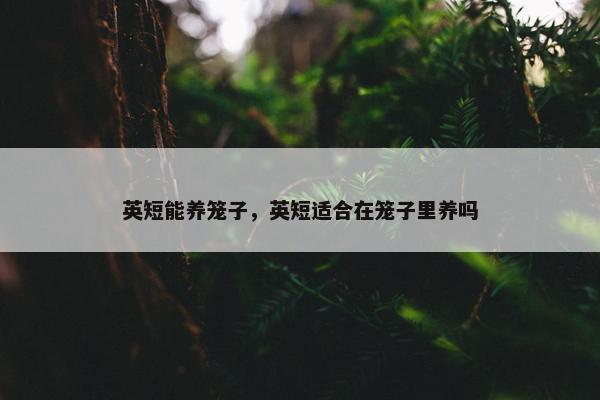 英短能养笼子，英短适合在笼子里养吗