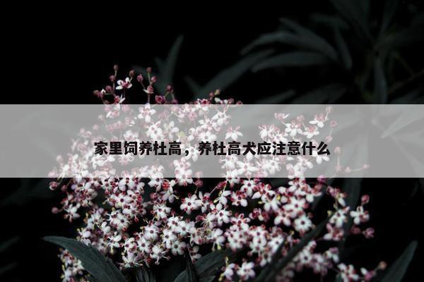 家里饲养杜高，养杜高犬应注意什么