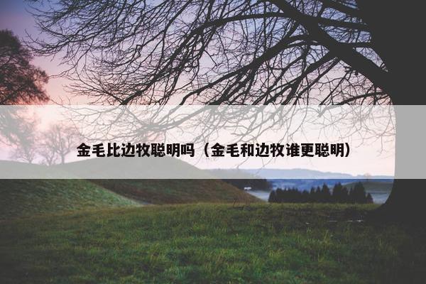 金毛比边牧聪明吗（金毛和边牧谁更聪明）