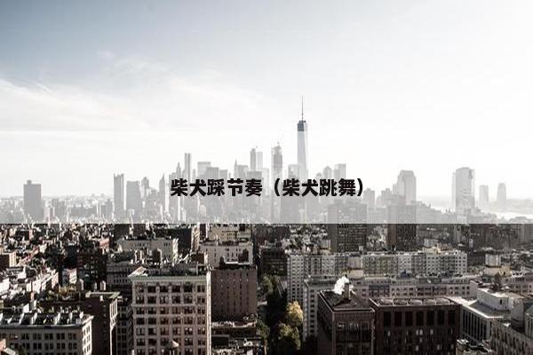 柴犬踩节奏（柴犬跳舞）