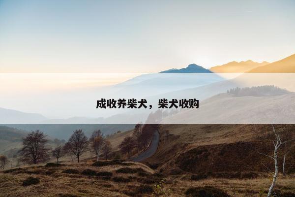 成收养柴犬，柴犬收购