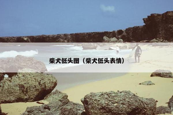 柴犬低头图（柴犬低头表情）