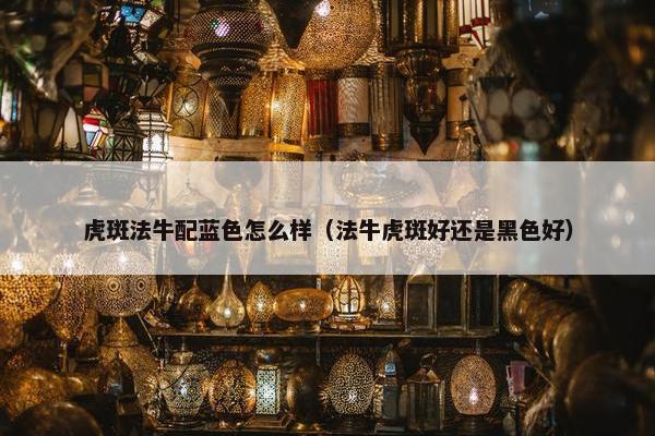 虎斑法牛配蓝色怎么样（法牛虎斑好还是黑色好）