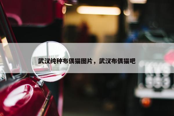 武汉纯种布偶猫图片，武汉布偶猫吧