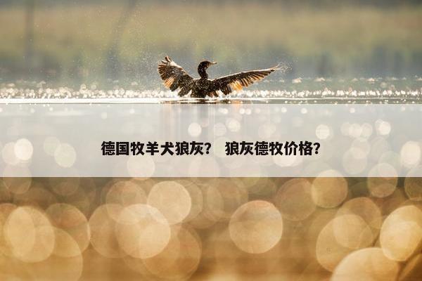德国牧羊犬狼灰？ 狼灰德牧价格？