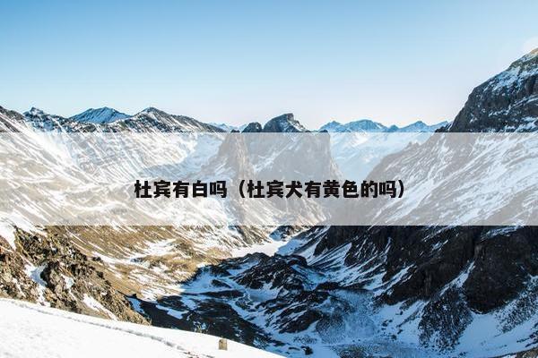 杜宾有白吗（杜宾犬有黄色的吗）