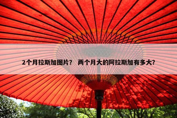 2个月拉斯加图片？ 两个月大的阿拉斯加有多大？