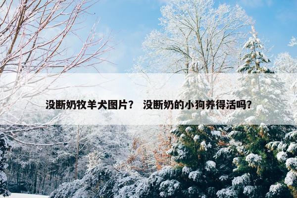 没断奶牧羊犬图片？ 没断奶的小狗养得活吗？