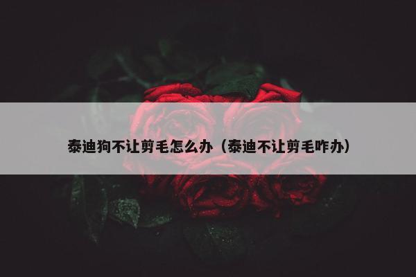 泰迪狗不让剪毛怎么办（泰迪不让剪毛咋办）