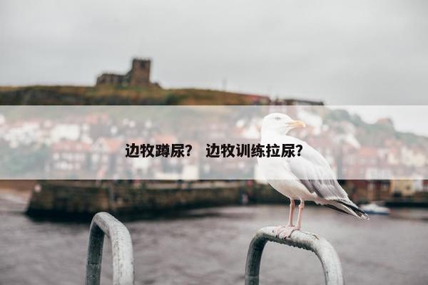 边牧蹲尿？ 边牧训练拉尿？