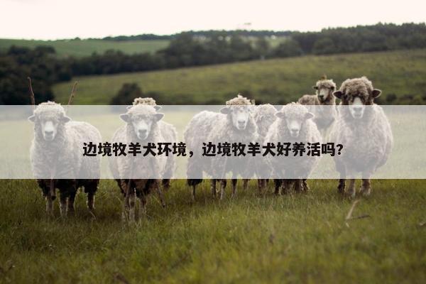 边境牧羊犬环境，边境牧羊犬好养活吗?