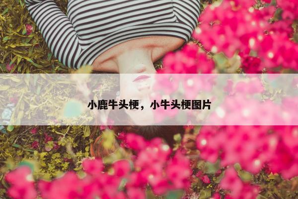 小鹿牛头梗，小牛头梗图片