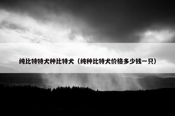 纯比特特犬种比特犬（纯种比特犬价格多少钱一只）