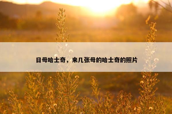 日母哈士奇，来几张母的哈士奇的照片