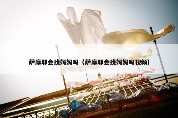 萨摩耶会找妈妈吗（萨摩耶会找妈妈吗视频）