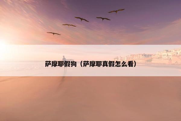 萨摩耶假狗（萨摩耶真假怎么看）