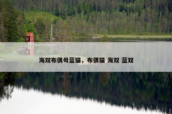 海双布偶母蓝猫，布偶猫 海双 蓝双