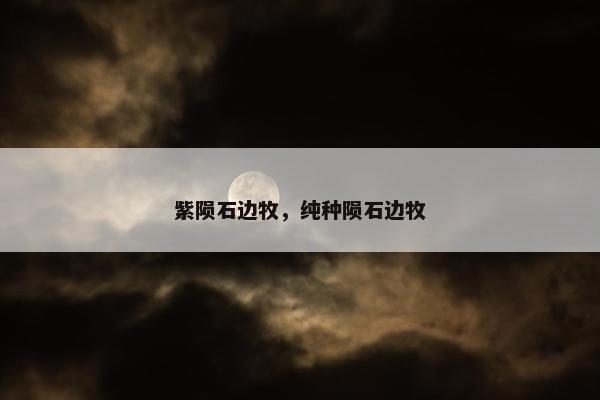紫陨石边牧，纯种陨石边牧