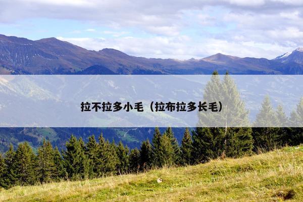拉不拉多小毛（拉布拉多长毛）