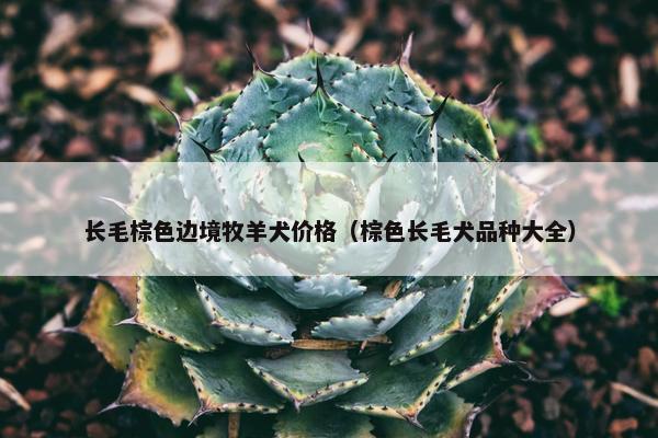 长毛棕色边境牧羊犬价格（棕色长毛犬品种大全）