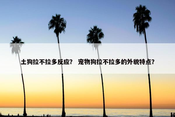 土狗拉不拉多反应？ 宠物狗拉不拉多的外貌特点？
