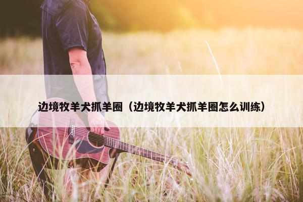 边境牧羊犬抓羊圈（边境牧羊犬抓羊圈怎么训练）