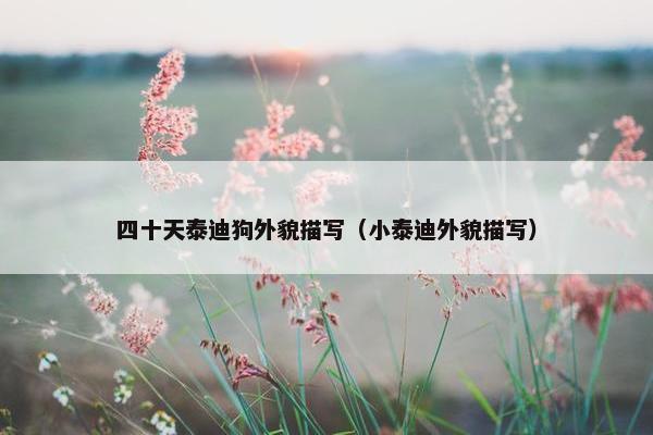 四十天泰迪狗外貌描写（小泰迪外貌描写）