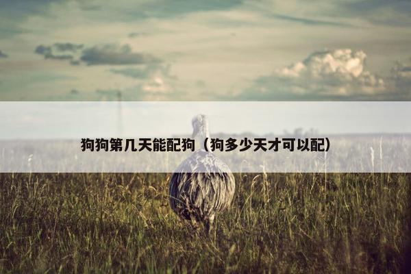 狗狗第几天能配狗（狗多少天才可以配）