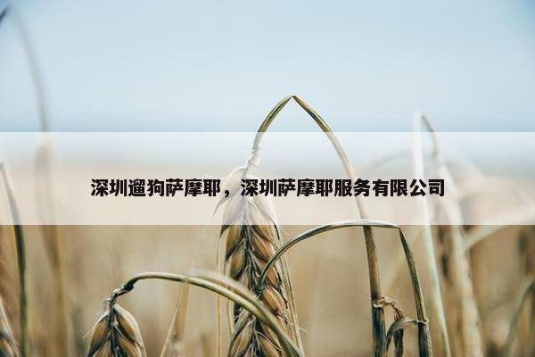 深圳遛狗萨摩耶，深圳萨摩耶服务有限公司