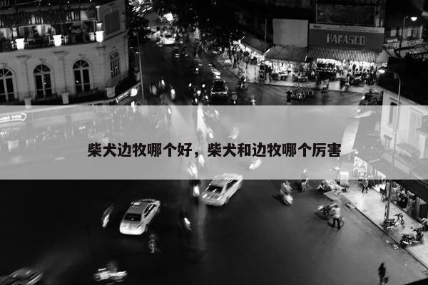 柴犬边牧哪个好，柴犬和边牧哪个厉害