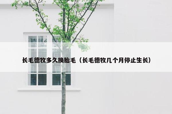 长毛德牧多久换胎毛（长毛德牧几个月停止生长）