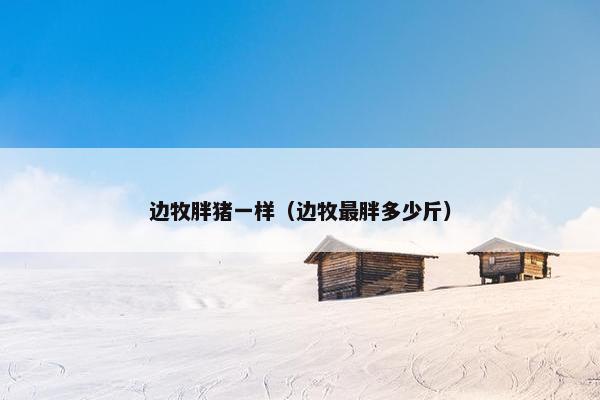 边牧胖猪一样（边牧最胖多少斤）