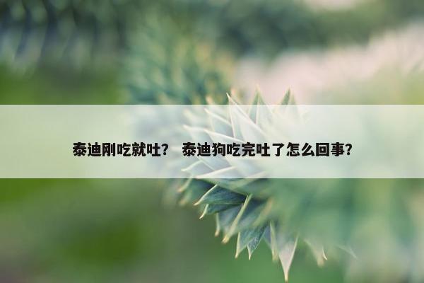 泰迪刚吃就吐？ 泰迪狗吃完吐了怎么回事？