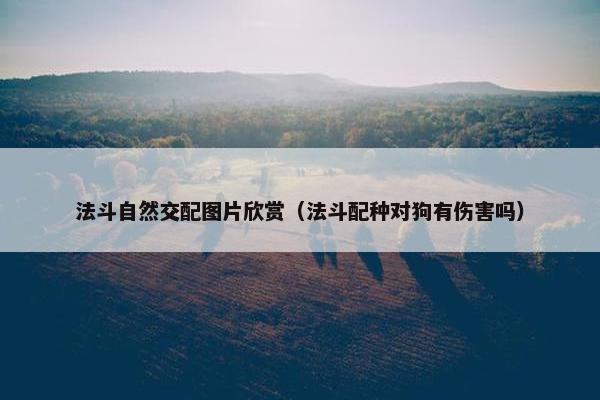 法斗自然交配图片欣赏（法斗配种对狗有伤害吗）