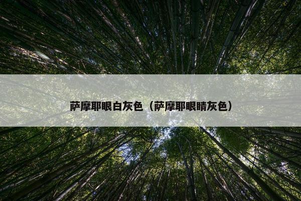 萨摩耶眼白灰色（萨摩耶眼睛灰色）
