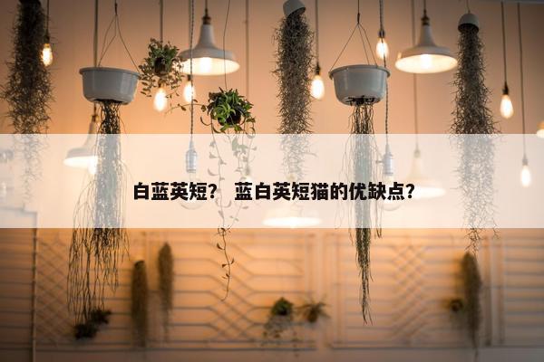 白蓝英短？ 蓝白英短猫的优缺点？
