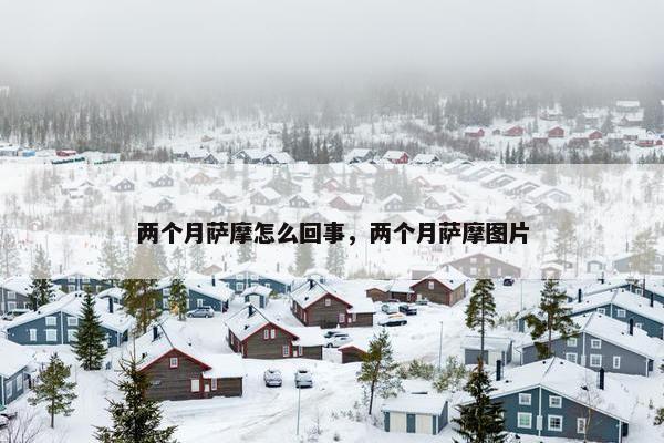 两个月萨摩怎么回事，两个月萨摩图片
