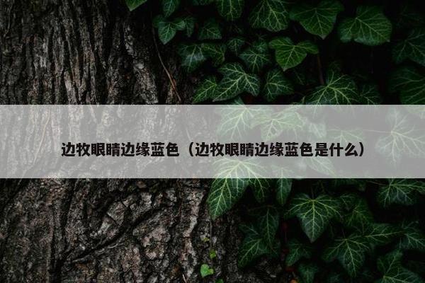 边牧眼睛边缘蓝色（边牧眼睛边缘蓝色是什么）