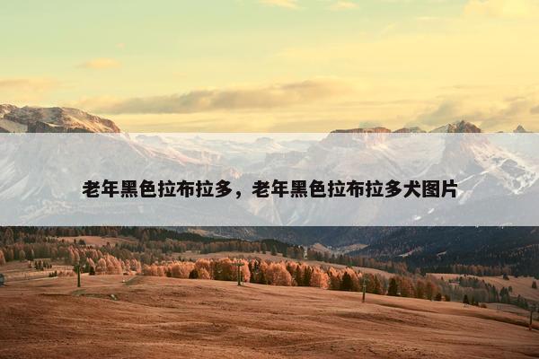 老年黑色拉布拉多，老年黑色拉布拉多犬图片